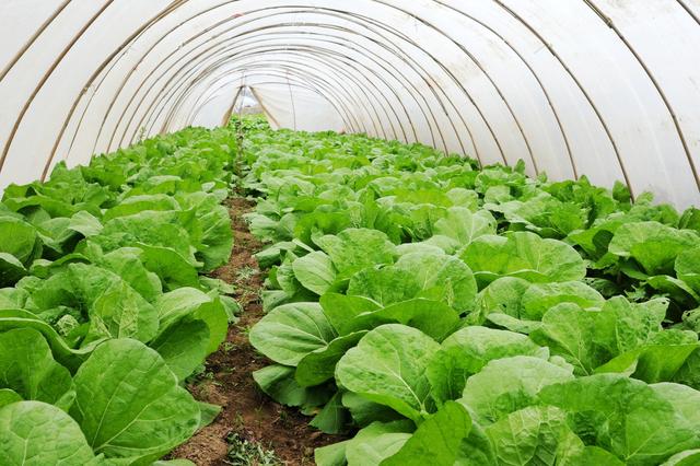 月出口量高達5000噸的鮮切蔬菜，即將迎來快速成長(圖1)